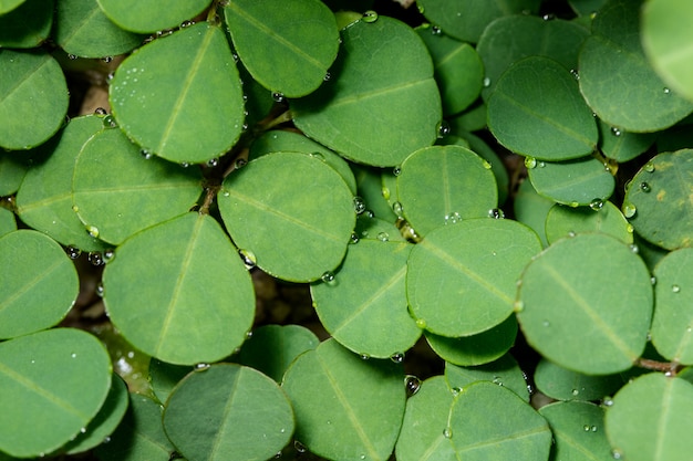 Macro green foliage background