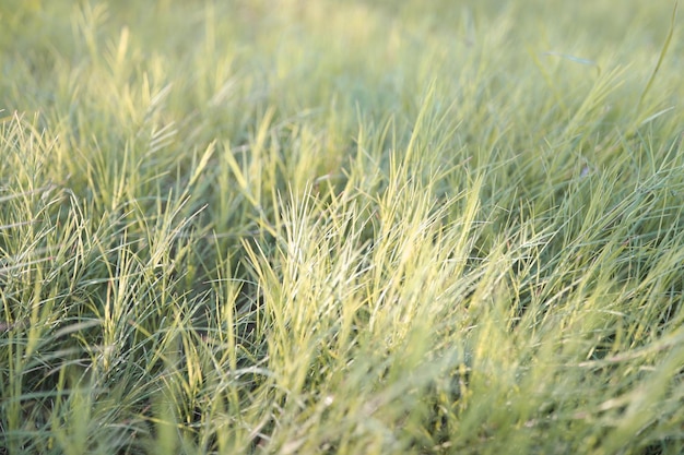 Macro green grass under sunlight