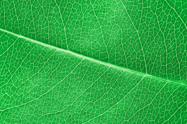 Макро текстура зеленого листа с красивой рельефной фактурой растения крупным планом макро фото чистой природы