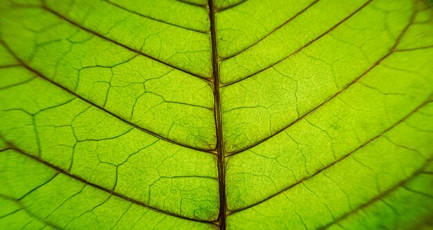 Macro green leaf.