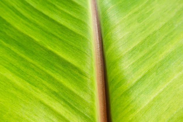 Macro green leave background