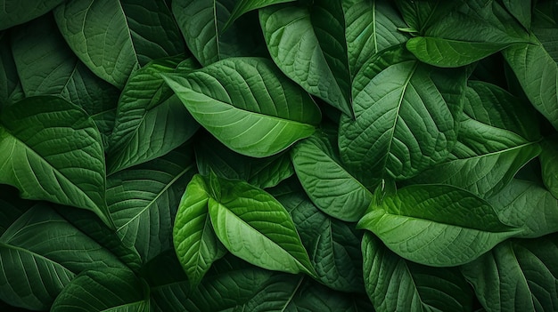 macro green leaves background