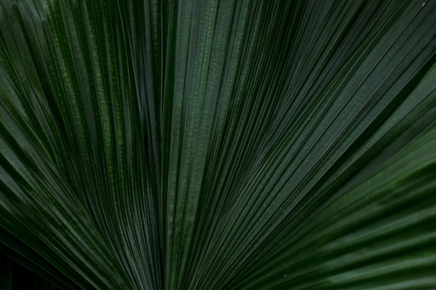 Macro green palm leaf background