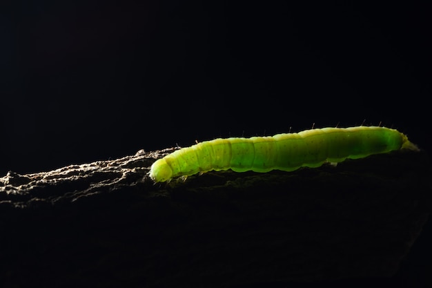 Macro green worm on a branch