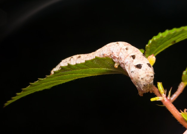 写真 木の枝にマクログリーンワーム