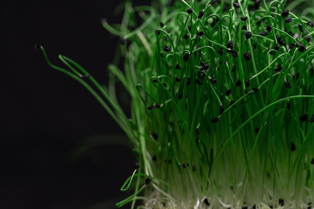 Macro greens plants grows isolated on a black background Healthy raw food