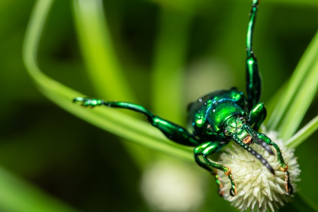 Macro groen insect op blad