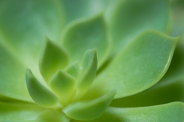 Macro groene cactus