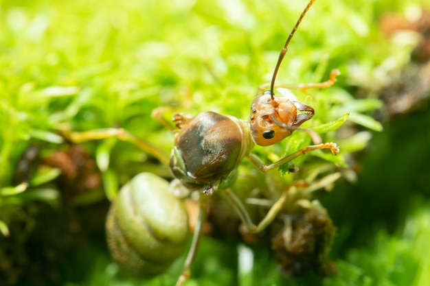 Macro groene mieren op gras