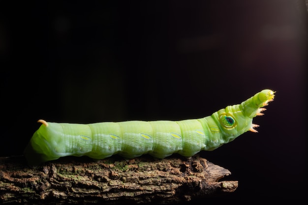 Macro groene worm op een tak