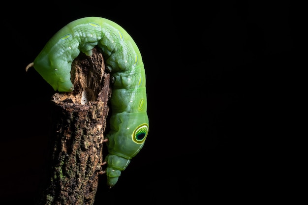 Macro groene worm op een tak