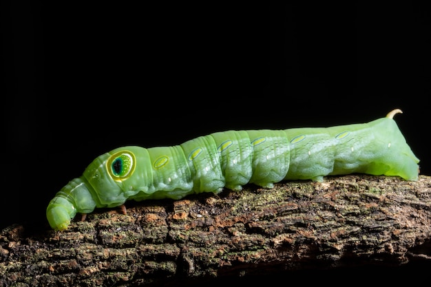 Macro groene worm op een tak