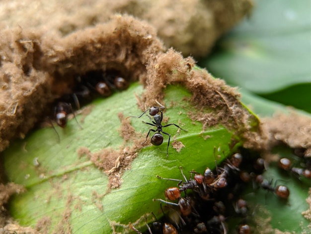 Photo macro of group ants on green leaves