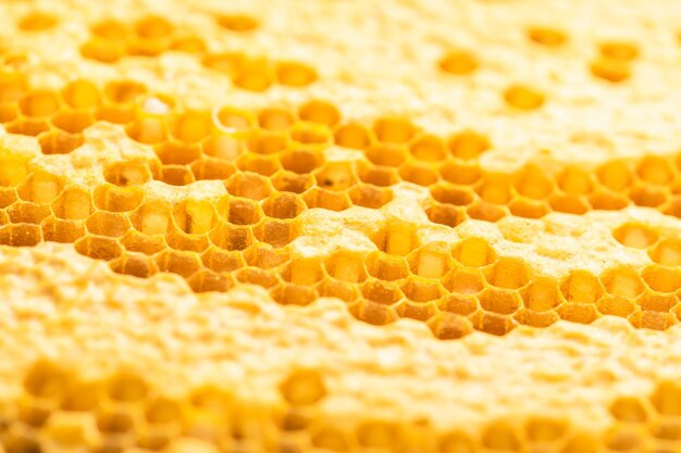 Macro group of bees on honeycomb studio shoot food or nature concept