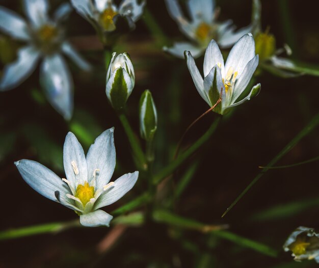 Una macro di un gruppo di fiori bianchi spontanei vicino a un bosco