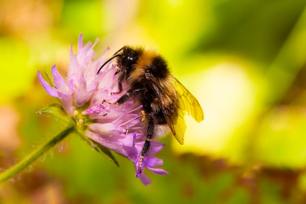 Macro Honingbijen hommel voedt zich met nectar op een paarse bloem, zomer