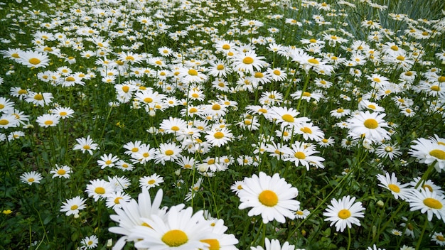 カモミールが育つ美しい花壇のマクロ画像。白い花で覆われた牧草地の完璧な背景