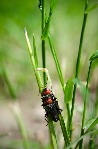 Macro image beetles mate in the grass