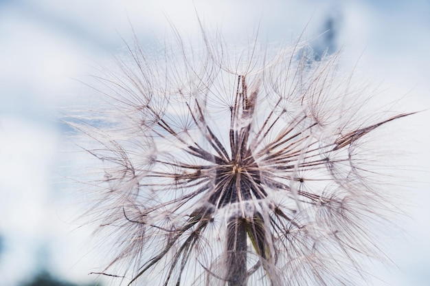 Macro image of big beautiful dandelion. Small depth of field. Creative toning effect