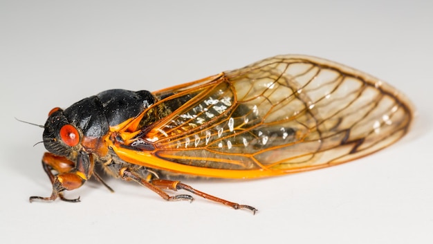 Macro image of cicada from brood II