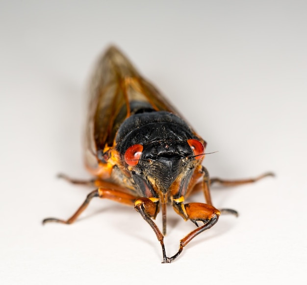 Macro image of cicada from brood II