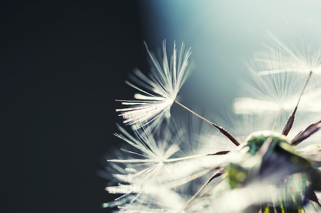 Macro image of dandelion, small depth of field. Beautiful autumn nature