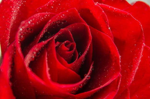 Macro image of dark red rose with water droplets. Extreme close-up with shallow dof.