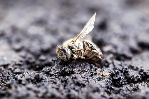 Macro image of a dead bee on a leaf of a declining beehive plagued by the collapse of collapse and other diseases use of pesticides in the environment and flowers