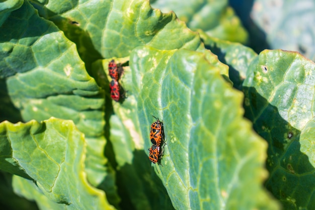 Macro image of a fire bug sitting on cabbage leaves, a soldier bug