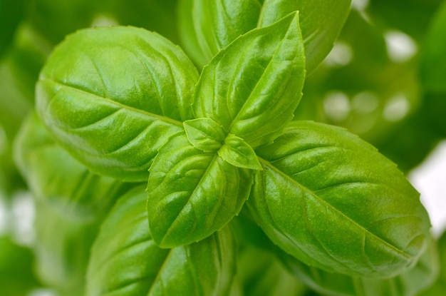 Macro image of green basil leaves