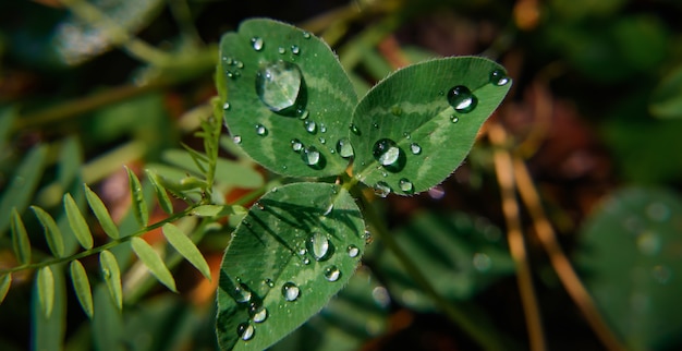 Macro image green trefoil with drops of dew on petals. Saint patrick's holiday concept.