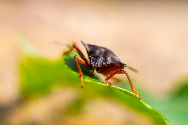 Macro image of isolated Brown marmorated stink bug