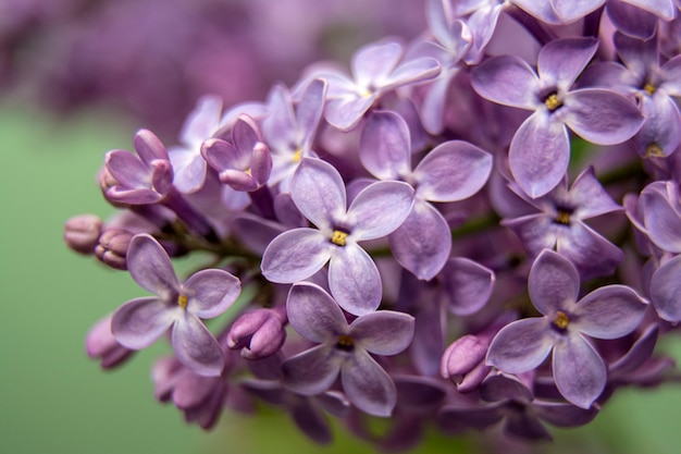 写真 春のライラック紫の花のマクロ画像