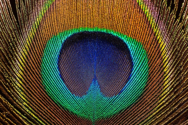 Immagine macro di piuma di pavonepiuma di pavone