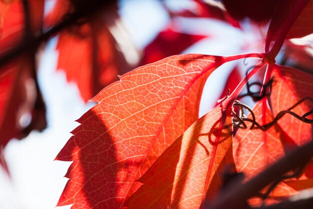 Macro image of red autumn leaves. Selective focus