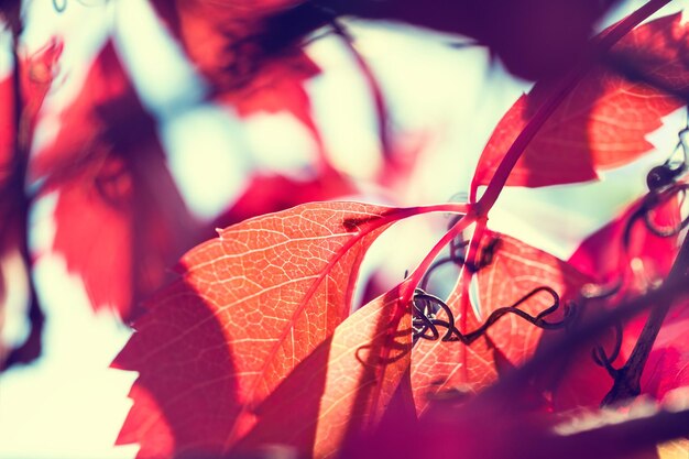 Macro image of red autumn leaves with small depth of field. Beautiful autumn background. Creative vintage filter