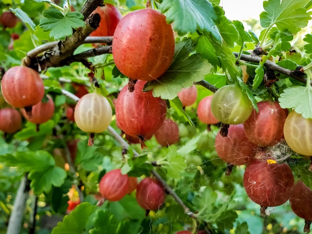 Immagine macro di uva spina rossa e verde appesa sui rami in giardino. coltivare bacche fresche e mature