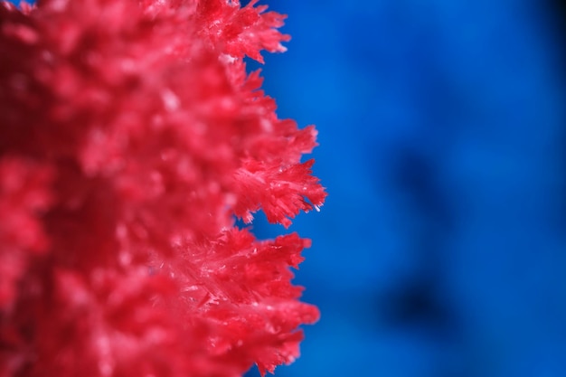 Foto immagine macro cristallo di sale rosso su sfondo blu