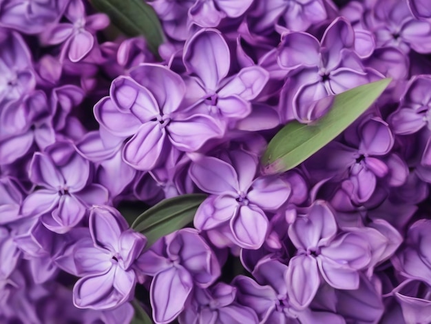 Macro image of spring lilac violet flowers abstract soft floral background