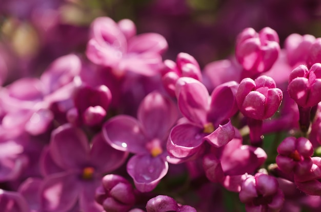 春のライラック紫の花のマクロ画像は、柔らかい花の背景を抽象化します