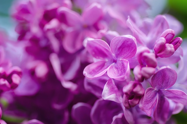 春のライラック紫の花、花の背景のマクロ画像