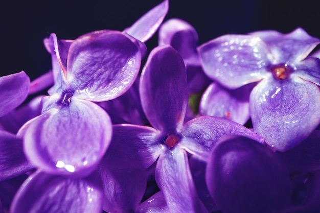 Macro immagine dei fiori viola lilla della molla.