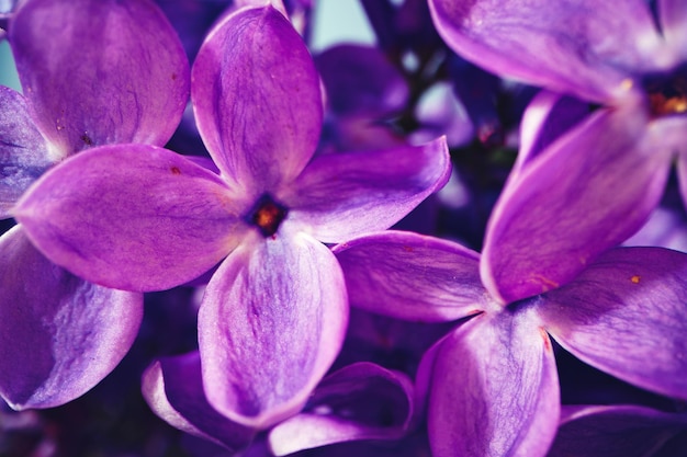 Macro image of spring lilac violet flowers