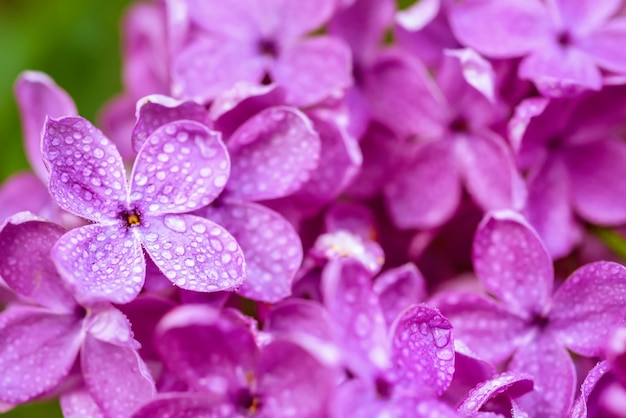 Macro image of spring soft violet lilac flowers, natural seasonal floral background. can be used as holiday card with copy space