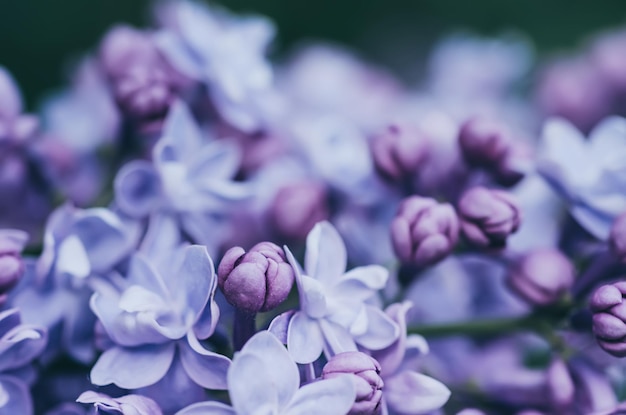 Macro image of spring soft violet lilac flowers natural seasonal floral background Can be used as holiday card with copy space