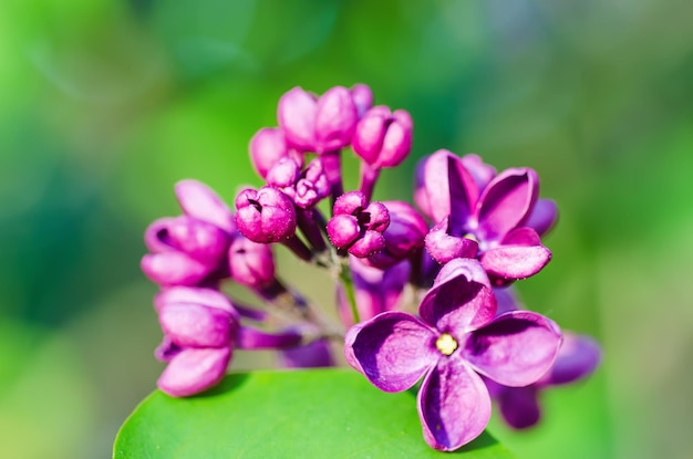 Macro image of spring soft violet lilac flowers, natural seasonal floral background.