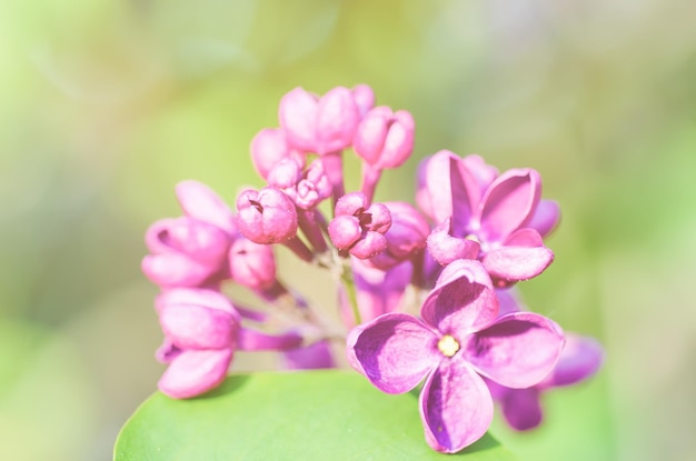 春のソフトバイオレットライラックの花の自然な季節の花の背景のマクロ画像