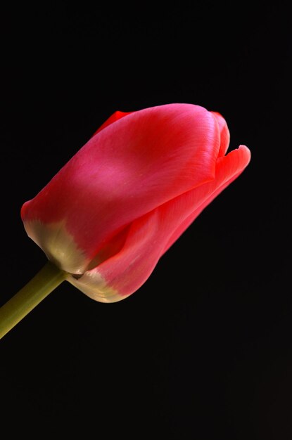 Macro image of a tulip bud on a black background