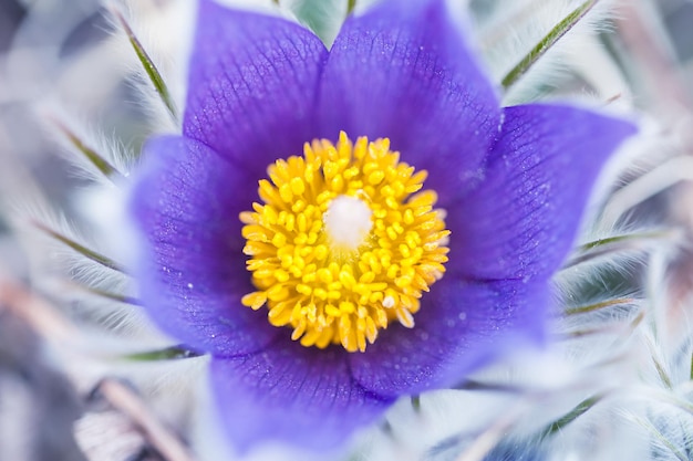 Macro image of violet crocus, small depth of field. Beautiful spring nature