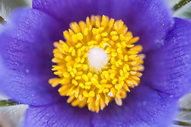 Foto immagine macro di croco viola, piccola profondità di campo. bella natura primaverile